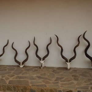 Kudu