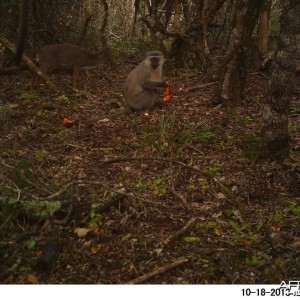 Blueduiker and Vervet monkeys feeding together