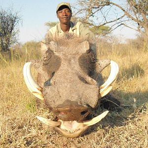 Warthog hunted with Ozondjahe Hunting Safaris in Namibia