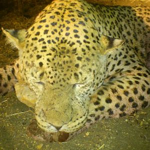 Leopard hunted with Ozondjahe Hunting Safaris in Namibia