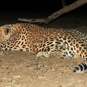 Leopard hunted with Ozondjahe Hunting Safaris in Namibia