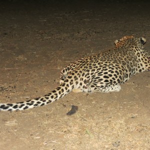 Leopard hunted with Ozondjahe Hunting Safaris in Namibia