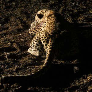 Leopard hunted with Ozondjahe Hunting Safaris in Namibia