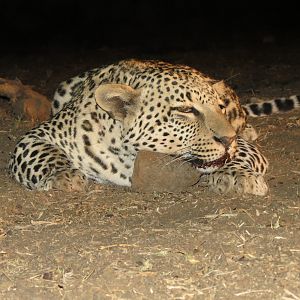 Leopard hunted with Ozondjahe Hunting Safaris in Namibia