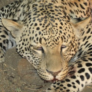 Leopard hunted with Ozondjahe Hunting Safaris in Namibia