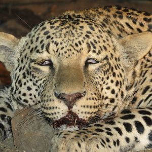 Leopard hunted with Ozondjahe Hunting Safaris in Namibia