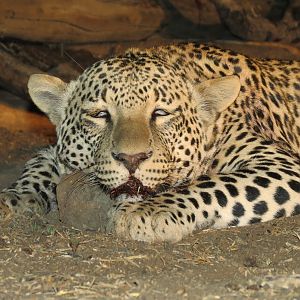 Leopard hunted with Ozondjahe Hunting Safaris in Namibia