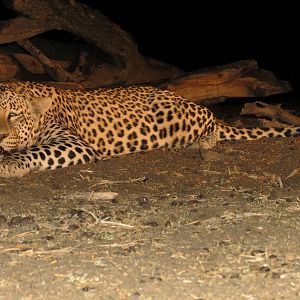 Leopard hunted with Ozondjahe Hunting Safaris in Namibia