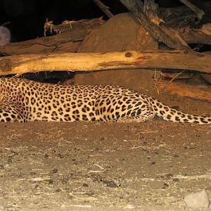 Leopard hunted with Ozondjahe Hunting Safaris in Namibia