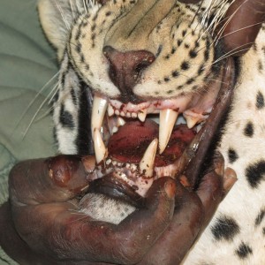 Leopard hunted with Ozondjahe Hunting Safaris in Namibia