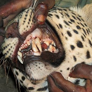 Leopard hunted with Ozondjahe Hunting Safaris in Namibia