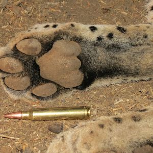 Leopard hunted with Ozondjahe Hunting Safaris in Namibia