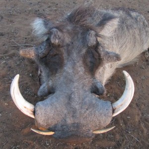 Warthog hunted with Ozondjahe Hunting Safaris in Namibia