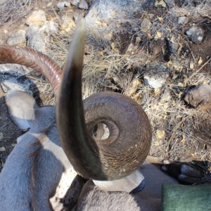 Greater Kudu hunted with Ozondjahe Hunting Safaris in Namibia