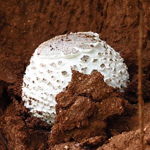 Omajowa termite hill mushrooms Namibia