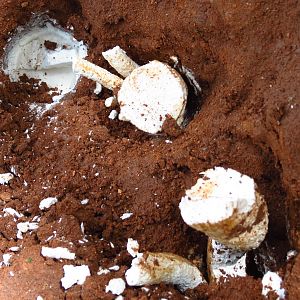 Omajowa termite hill mushrooms Namibia