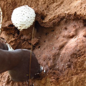 Omajowa termite hill mushrooms Namibia