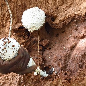 Omajowa termite hill mushrooms Namibia