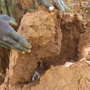 Omajowa termite hill mushrooms Namibia