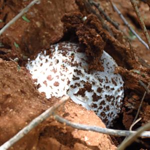 Omajowa termite hill mushrooms Namibia