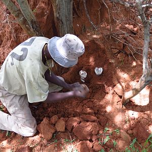 Omajowa termite hill mushrooms Namibia