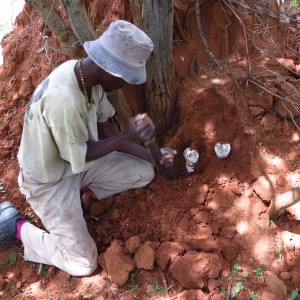 Omajowa termite hill mushrooms Namibia