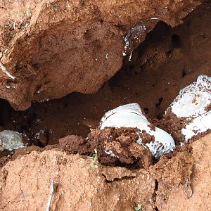 Omajowa termite hill mushrooms Namibia