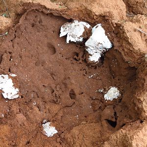 Omajowa termite hill mushrooms Namibia