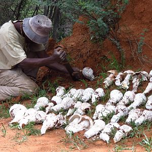 Omajowa termite hill mushrooms Namibia