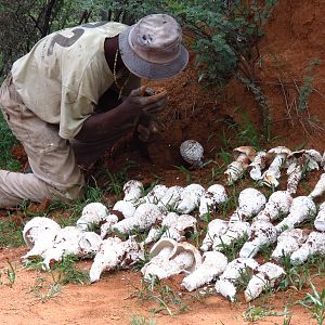 Omajowa termite hill mushrooms Namibia