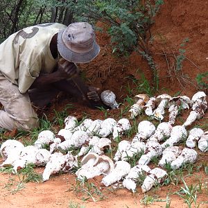 Omajowa termite hill mushrooms Namibia