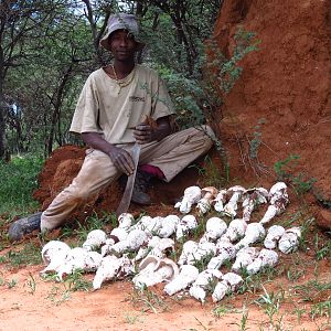 Omajowa termite hill mushrooms Namibia