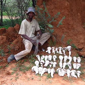 Omajowa termite hill mushrooms Namibia