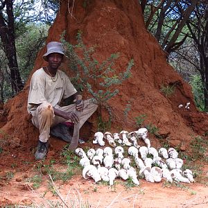 Omajowa termite hill mushrooms Namibia