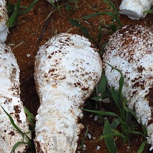 Omajowa termite hill mushrooms Namibia