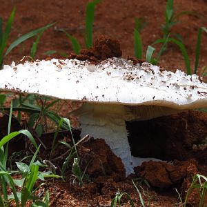 Omajowa termite hill mushrooms Namibia