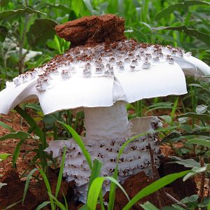 Omajowa termite hill mushrooms Namibia