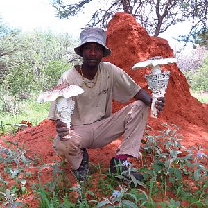 Omajowa termite hill mushrooms Namibia