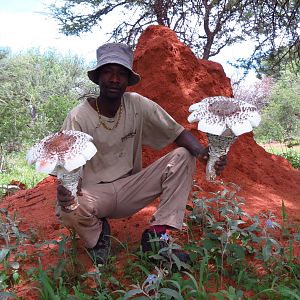 Omajowa termite hill mushrooms Namibia