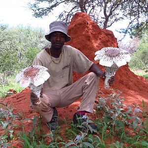 Omajowa termite hill mushrooms Namibia