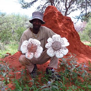 Omajowa termite hill mushrooms Namibia