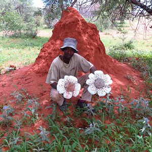 Omajowa termite hill mushrooms Namibia