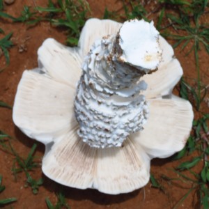 Omajowa termite hill mushrooms Namibia