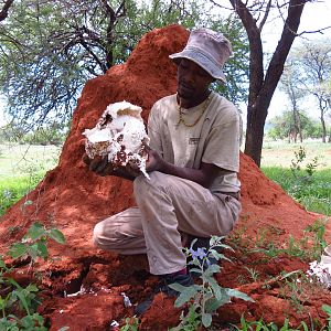 Omajowa termite hill mushrooms Namibia