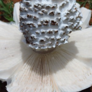 Omajowa termite hill mushrooms Namibia