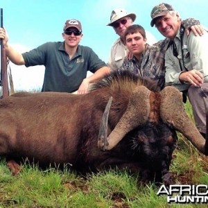 Black Wildebeest ~ East Cape, South Africa