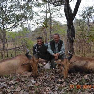 Hartebeest