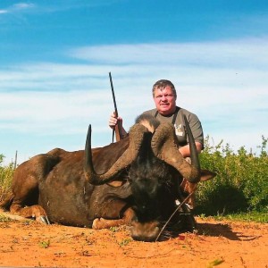 Black Wildebeest, PH Lammie