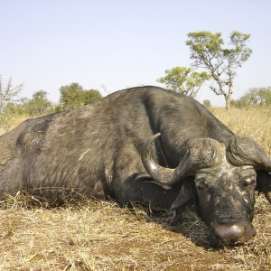 Free Range Buffalo ~ South Africa