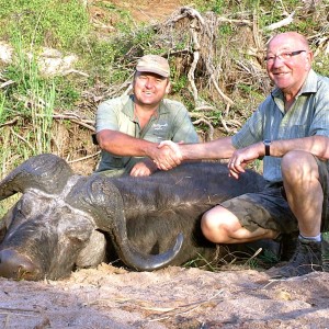 Free Range Buffalo ~ South Africa